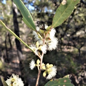 Eucalyptus imitans at Longreach, NSW - 6 Aug 2020