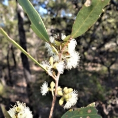 Eucalyptus imitans (Illawarra Stringybark) at Longreach, NSW - 6 Aug 2020 by plants