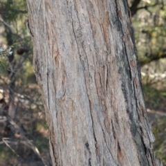 Eucalyptus imitans at Longreach, NSW - 6 Aug 2020