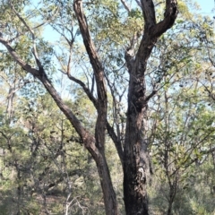 Eucalyptus imitans at Longreach, NSW - 6 Aug 2020 09:35 PM