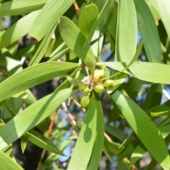 Persoonia levis (Broad-leaved Geebung) at Longreach, NSW - 6 Aug 2020 by plants