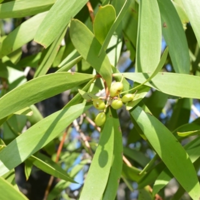 Persoonia levis (Broad-leaved Geebung) at Wogamia Nature Reserve - 6 Aug 2020 by plants