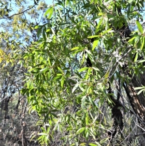 Persoonia levis at Longreach, NSW - 6 Aug 2020