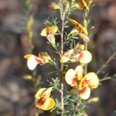 Dillwynia ramosissima (Bushy parrot-pea) at Wogamia Nature Reserve - 6 Aug 2020 by plants
