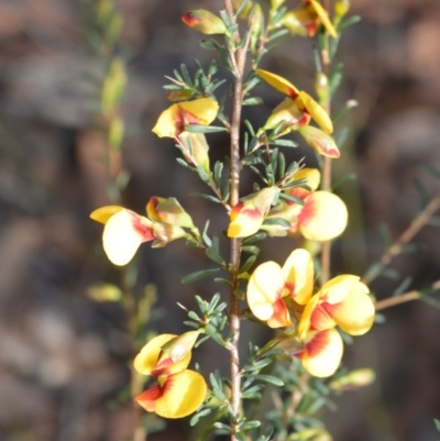 Dillwynia ramosissima (Bushy Parrot-pea) at Longreach, NSW - 6 Aug 2020 by plants
