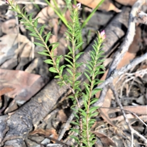 Rhytidosporum procumbens at Longreach, NSW - 6 Aug 2020