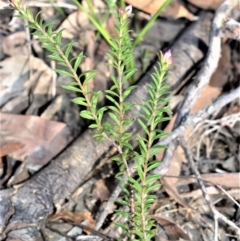 Rhytidosporum procumbens (White Marianth) at Longreach, NSW - 6 Aug 2020 by plants