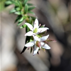 Rhytidosporum procumbens at Longreach, NSW - 6 Aug 2020