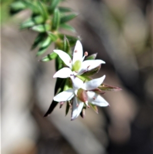 Rhytidosporum procumbens at Longreach, NSW - 6 Aug 2020