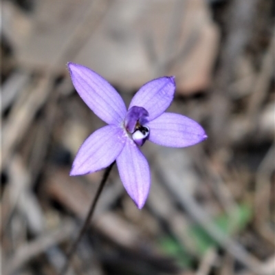Glossodia minor (Small Wax-lip Orchid) at Longreach, NSW - 6 Aug 2020 by plants
