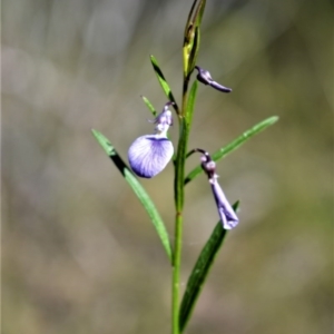 Pigea vernonii at Longreach, NSW - 6 Aug 2020