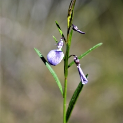 Pigea vernonii (Spade Flower) at Wogamia Nature Reserve - 6 Aug 2020 by plants