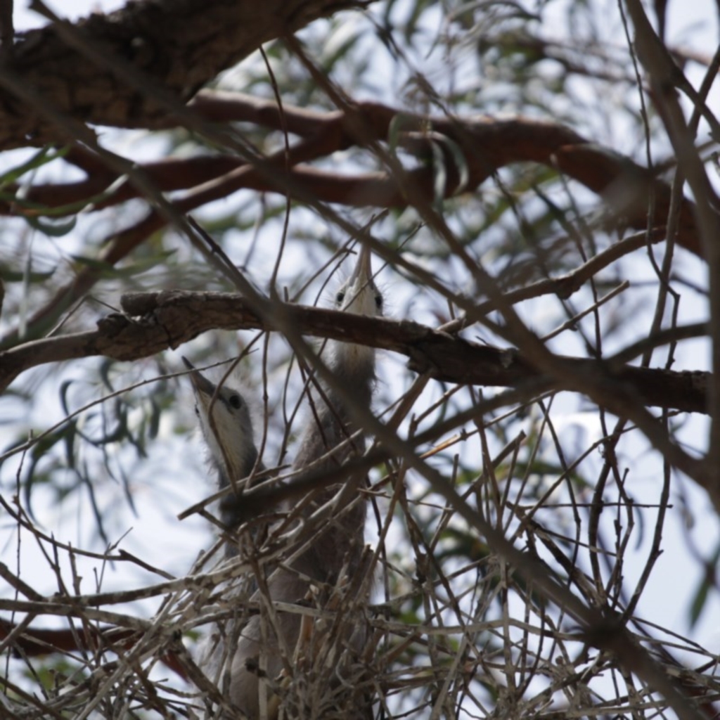 Egretta novaehollandiae at Merimbula, NSW - 18 Nov 2019