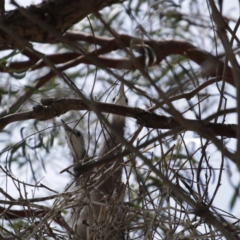 Egretta novaehollandiae (White-faced Heron) at Merimbula, NSW - 18 Nov 2019 by Peter