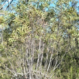 Hakea laevipes subsp. laevipes at Longreach, NSW - 6 Aug 2020