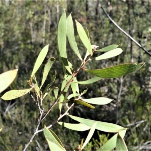 Hakea laevipes subsp. laevipes at Longreach, NSW - 6 Aug 2020 10:11 PM