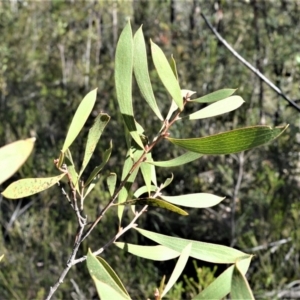Hakea laevipes subsp. laevipes at Longreach, NSW - 6 Aug 2020