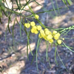 Acacia elongata at Longreach, NSW - 6 Aug 2020