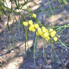 Acacia elongata (Swamp Wattle) at Longreach, NSW - 6 Aug 2020 by plants