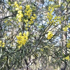 Acacia elongata at Longreach, NSW - 6 Aug 2020