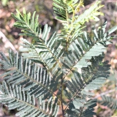 Acacia irrorata (Green Wattle) at Longreach, NSW - 6 Aug 2020 by plants