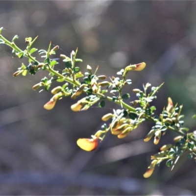 Bossiaea obcordata (Spiny Bossiaea) at Longreach, NSW - 6 Aug 2020 by plants