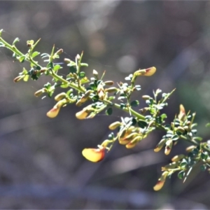 Bossiaea obcordata at Longreach, NSW - 6 Aug 2020