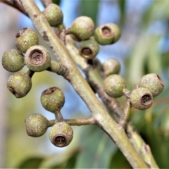 Eucalyptus pilularis (Blackbutt) at Bamarang Nature Reserve - 6 Aug 2020 by plants