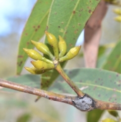 Eucalyptus pilularis at Bamarang, NSW - 7 Aug 2020 12:24 AM