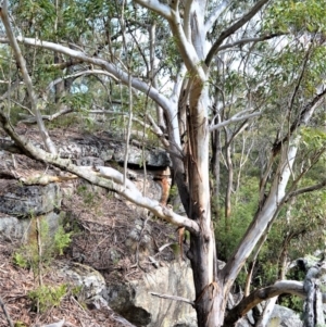 Eucalyptus pilularis at Bamarang, NSW - 7 Aug 2020