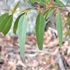 Eucalyptus pilularis at Bamarang, NSW - 7 Aug 2020
