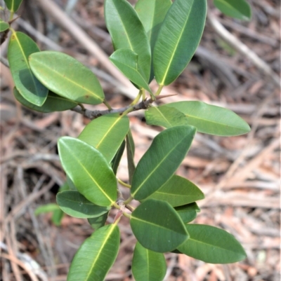 Ficus rubiginosa (Port Jackson or Rusty Fig) at Bamarang, NSW - 7 Aug 2020 by plants