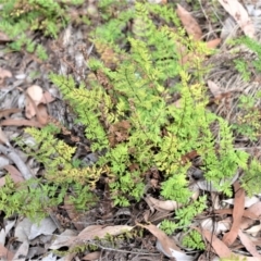 Cheilanthes sieberi subsp. sieberi (Mulga Rock Fern) at Bamarang, NSW - 7 Aug 2020 by plants