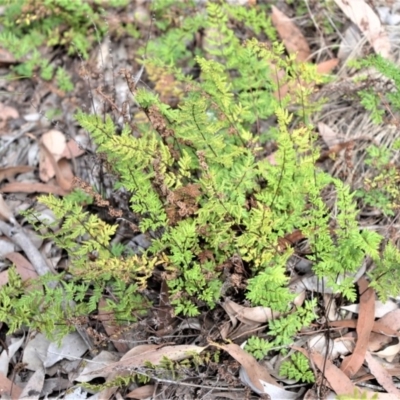 Cheilanthes sieberi subsp. sieberi (Narrow Rock Fern) at Bamarang, NSW - 6 Aug 2020 by plants