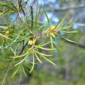 Persoonia linearis at Bamarang, NSW - suppressed