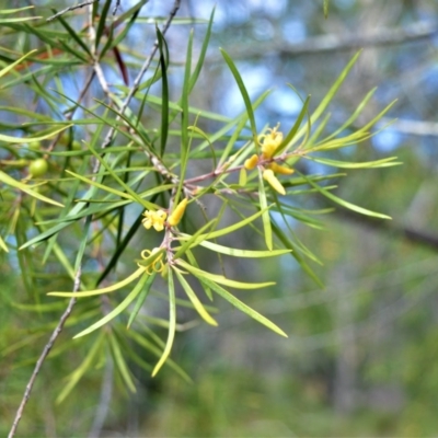 Persoonia linearis (Narrow-leaved Geebung) at Bamarang, NSW - 7 Aug 2020 by plants