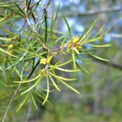 Persoonia linearis (Narrow-leaved Geebung) at Bamarang, NSW - 6 Aug 2020 by plants