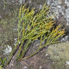 Psilotum nudum (Skeleton Fork-fern) at Bamarang Nature Reserve - 6 Aug 2020 by plants