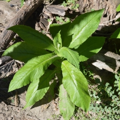 Calomeria amaranthoides (Incense Plant) at Bamarang, NSW - 7 Aug 2020 by plants