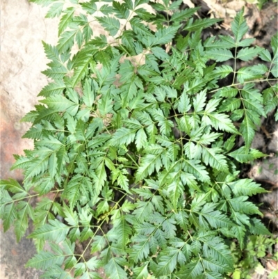 Melia azedarach (White Cedar) at Bamarang, NSW - 7 Aug 2020 by plants