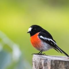 Petroica boodang (Scarlet Robin) at Wodonga - 20 Aug 2017 by Michelleco