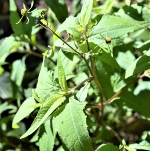 Sigesbeckia orientalis at Bamarang, NSW - 7 Aug 2020