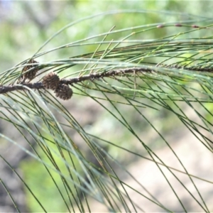 Casuarina cunninghamiana subsp. cunninghamiana at Bamarang, NSW - 7 Aug 2020