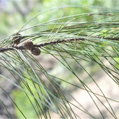 Casuarina cunninghamiana subsp. cunninghamiana (River She-Oak, River Oak) at Bamarang, NSW - 6 Aug 2020 by plants