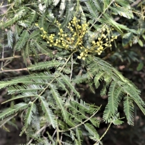 Acacia filicifolia at Bamarang, NSW - 7 Aug 2020