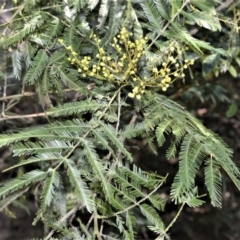 Acacia filicifolia at Bamarang, NSW - 6 Aug 2020 by plants