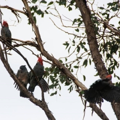 Callocephalon fimbriatum (Gang-gang Cockatoo) at Wodonga - 20 Aug 2020 by Michelleco