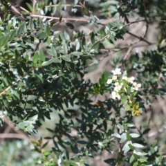 Sannantha pluriflora (Twiggy Heath Myrtle, Tall Baeckea) at Bamarang, NSW - 6 Aug 2020 by plants
