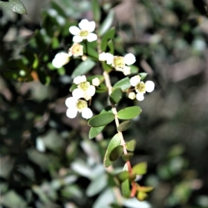 Sannantha pluriflora at Bamarang, NSW - 7 Aug 2020