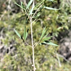 Callistemon salignus (Willow Bottlebrush) at Bamarang, NSW - 7 Aug 2020 by plants